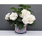 China Porcelain Flowerpot Blue-White with red Flowers Ø22