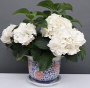 Yajutang Blumentopf Blau-Weiß & roten Blumen Ø19