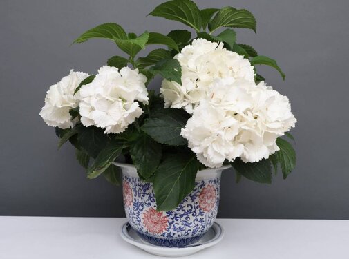 Yajutang Blumentopf Blau-Weiß & roten Blumen Ø19