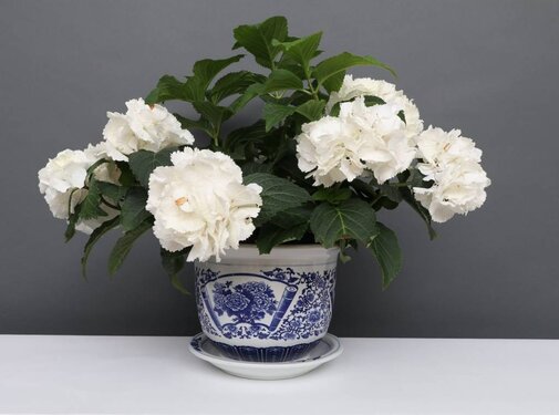 Yajutang Blumentopf Blau-Weiß mit Pfingstrose Ø22