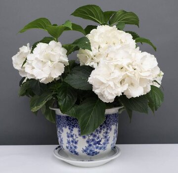 Yajutang Flowerpot Blue-White & Butterfly Ø26