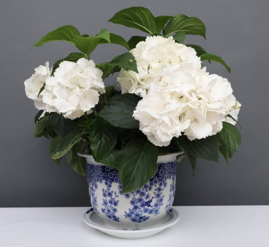 China porcelain flowerpot blue-white with butterfly Ø19