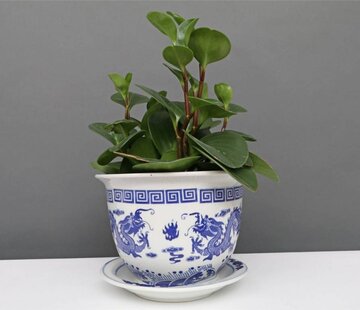 Yajutang Blumentopf Blau-Weiß & Drachenmotiv Ø16