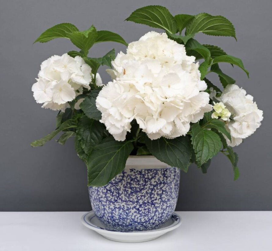 Blumentopf Blau-Weiß & Schneckeblatt Ø 30