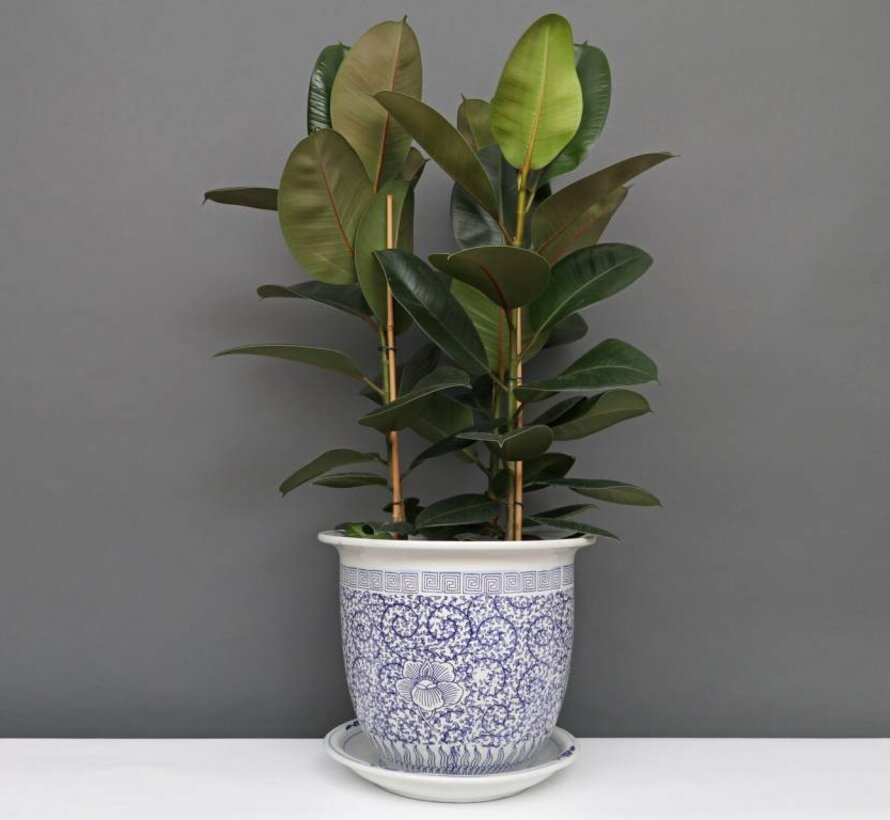 Flowerpot snail leaves  Ø 22