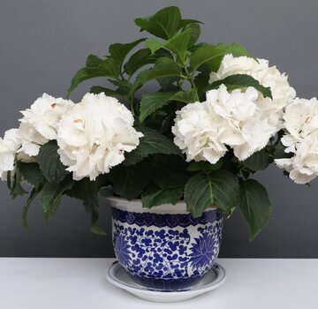 Yajutang Flowerpot Blue-White lotus flowers Ø 19