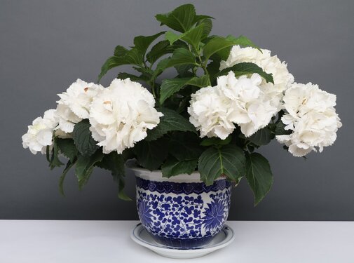 Yajutang Flowerpot Blue-White lotus flowers Ø 19