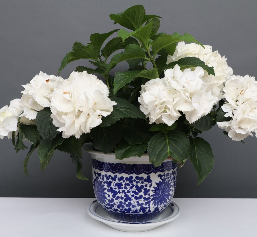 China Porzellan Blumentopf Blau-Weiß mit Lotusblumen Ø 19