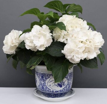 Yajutang Flowerpot Blue-White with Four Flowers Ø19