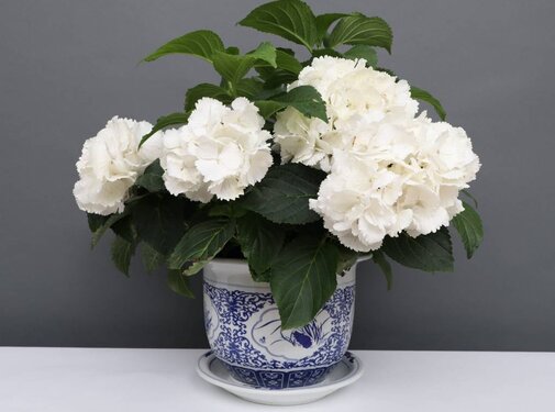 Yajutang Flowerpot Blue-White with Four Flowers Ø19