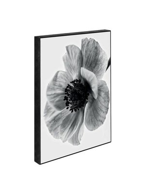 Incado Blöcke 15x21 Secret Garden Poppy