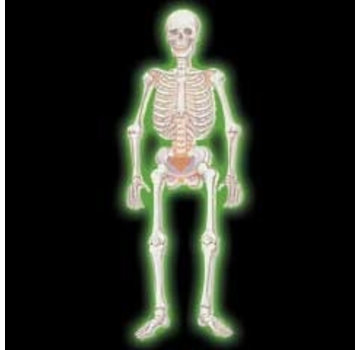 Glow in the dark Skelet GROOT 60 cm