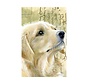 Luxe Kaart met envelop "Hond - Golden Retriever" 11,5x17,5cm