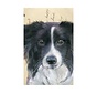 Luxe Kaart met envelop "Hond - Border Collie" 11,5x17,5cm
