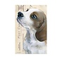 Luxe Kaart met envelop "Hond - Beagle" 11,5x17,5cm