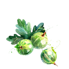 gooseberry gooseberry