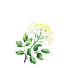 elderflower