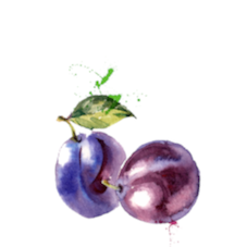 plum plum