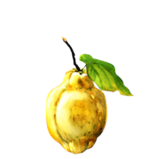 quince quince