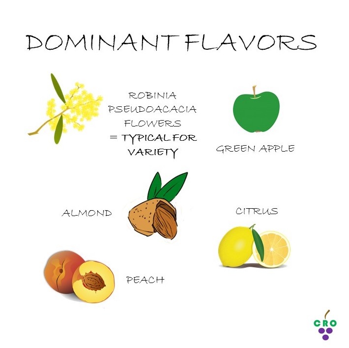 Istrian Malvasia aromas by Croatian.wines