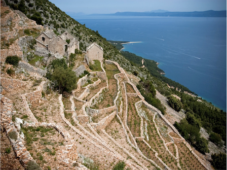 Stina Stipancic vineyard