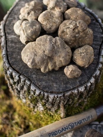 Fresh white truffle (Tuber Magnatum Pico) buy online - The ...