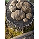 Prodan Tartufi Verse witte truffel (Tuber Magnatum Pico) Prodan Tartufi Verse witte truffel (Tuber Magnatum Pico)