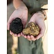 Prodan Tartufi Fresh black winter truffle Prodan Tartufi Fresh black winter truffle