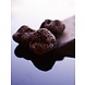 Prodan Tartufi Verse zwarte winter truffel Prodan Tartufi Verse zwarte winter truffel