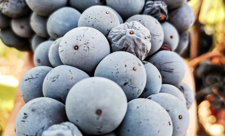 Plavac Mali - the king amongst Croatian red wine grape varieties