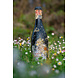 Coral wine Amarone Coral wine Amarone