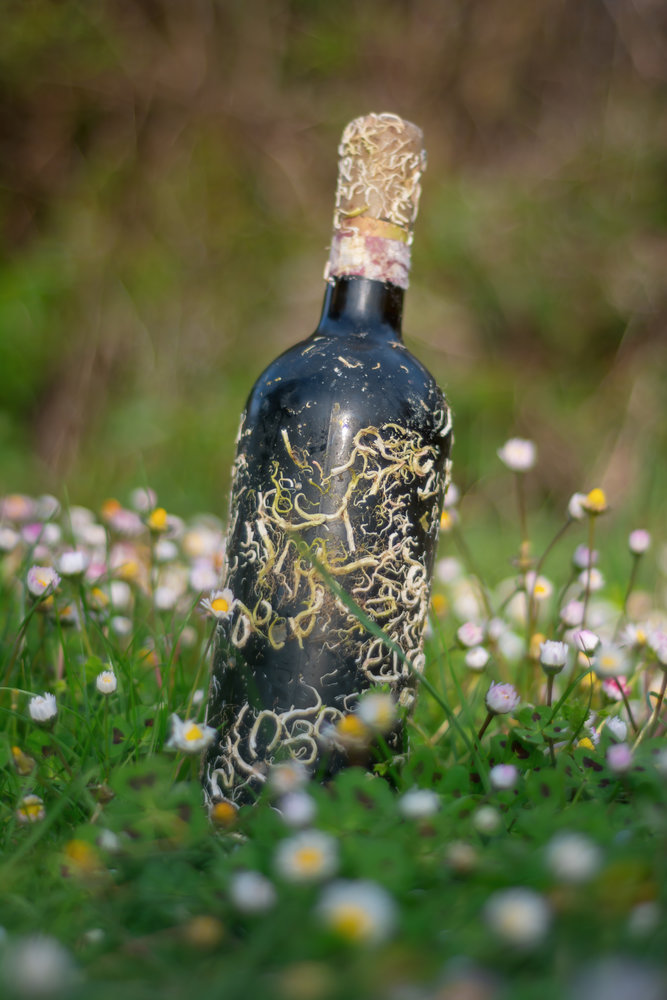 Coral wine Aglianico Apollo Coral wine Aglianico Apollo