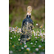 Coral wine Aglianico Apollo Coral wine Aglianico Apollo