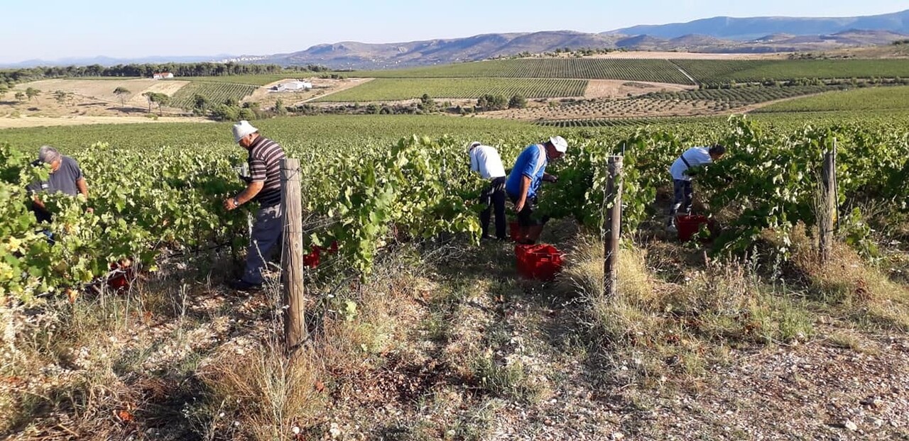 Testament Plavac Mali 2018