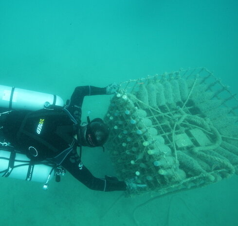 Coral wine Reserva 2017