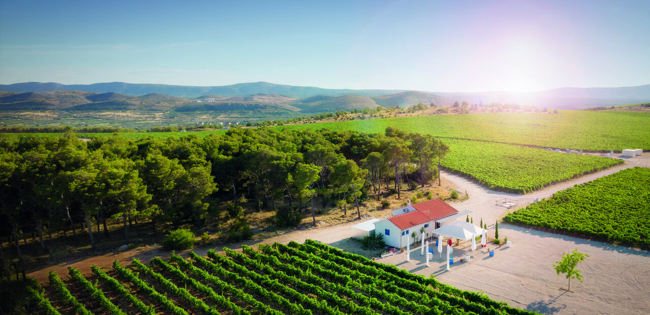 Testament The Dalmatian Dog Plavac Mali Testament The Dalmatian Dog Plavac Mali