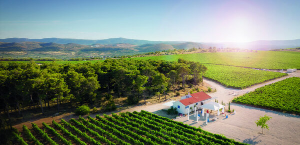 Testament The Dalmatian Dog Plavac Mali Testament The Dalmatian Dog Plavac Mali