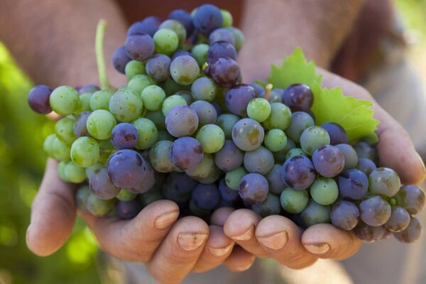 Testament The Dalmatian Dog Plavac Mali Testament The Dalmatian Dog Plavac Mali