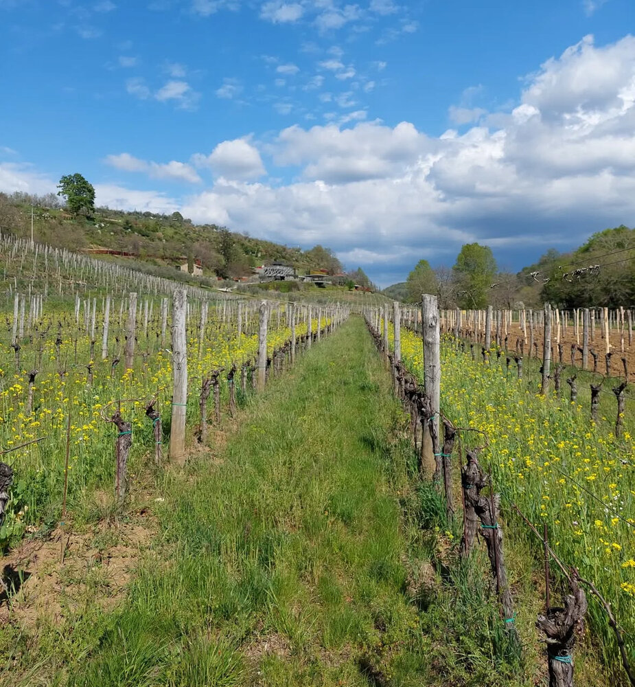 Kozlović Malvazija Selekcija Kozlović Malvazija Selekcija