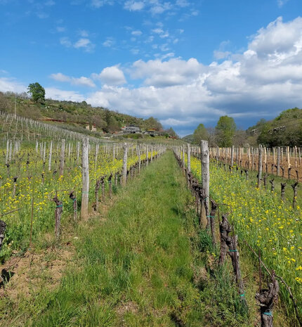 Kozlović Malvazija Selekcija Kozlović Malvazija Selekcija