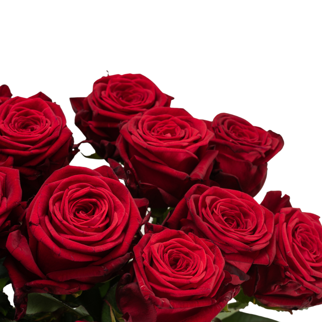 Email Beschrijven salaris 30 rode Red Naomi rozen - DFM Bloemen & Planten