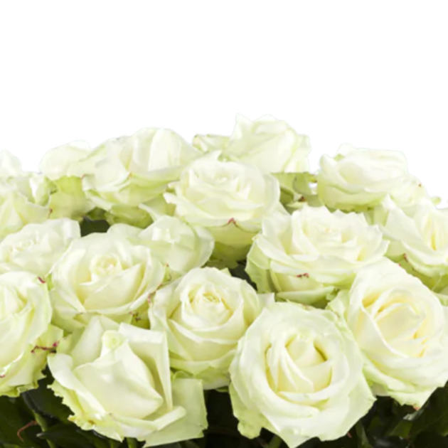 Witte rozen Avalanche + - 5 stuks