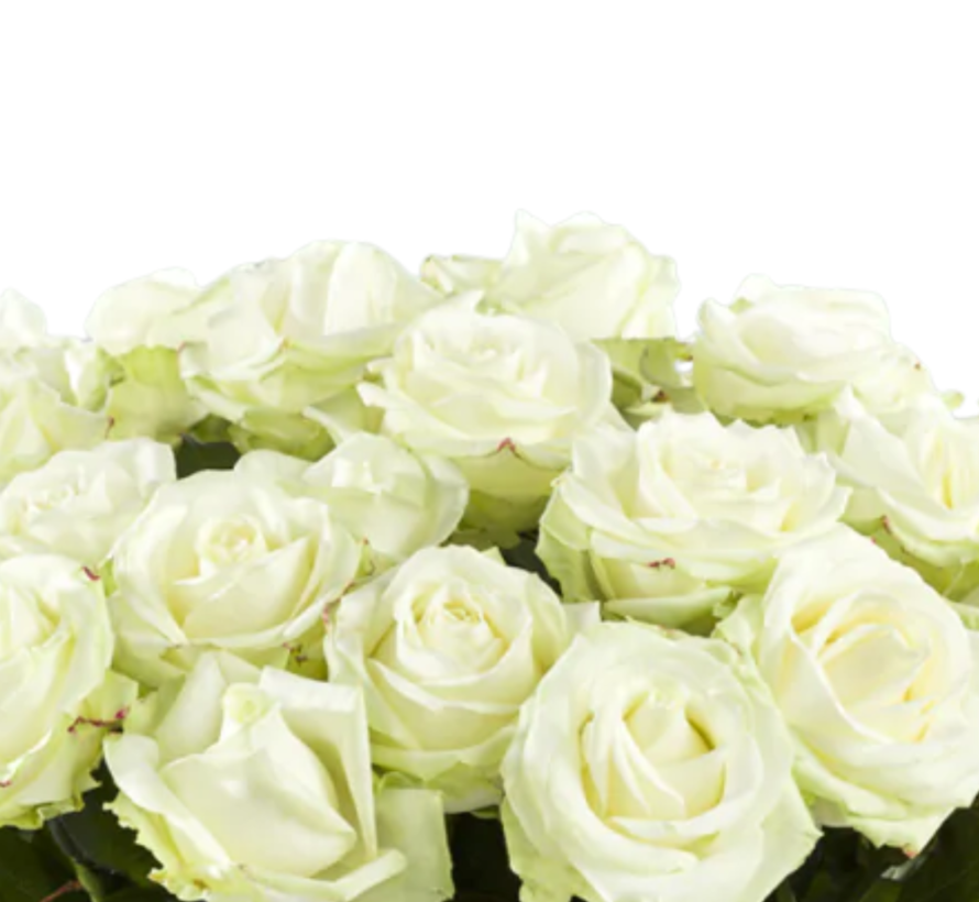 Witte rozen Avalanche + - 10 stuks