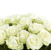 Witte rozen Avalanche + - 30 stuks