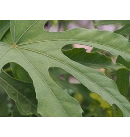 Fatsia polycarpa 'Green Fingers'