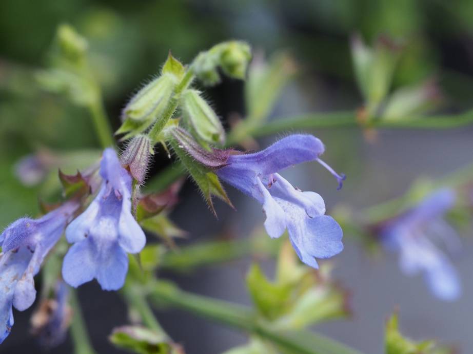 Salvia 'African Sky'