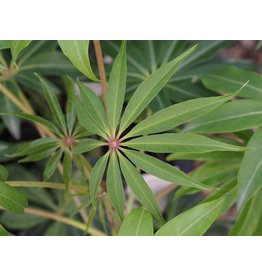 Schefflera taiwaniana