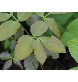 Aralia nudicaulis