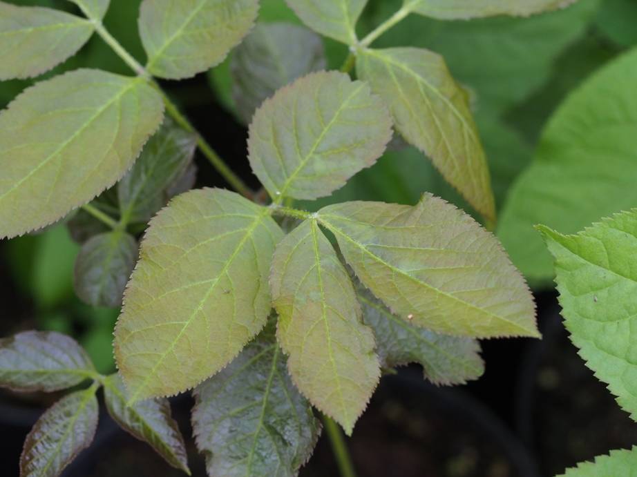 Aralia nudicaulis