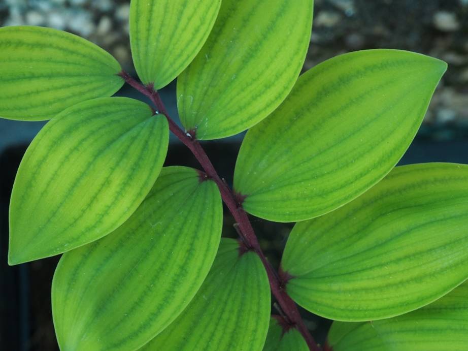 Polygonatum 'Red Stem'